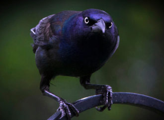Les oiseaux aussi sont dotés de conscience